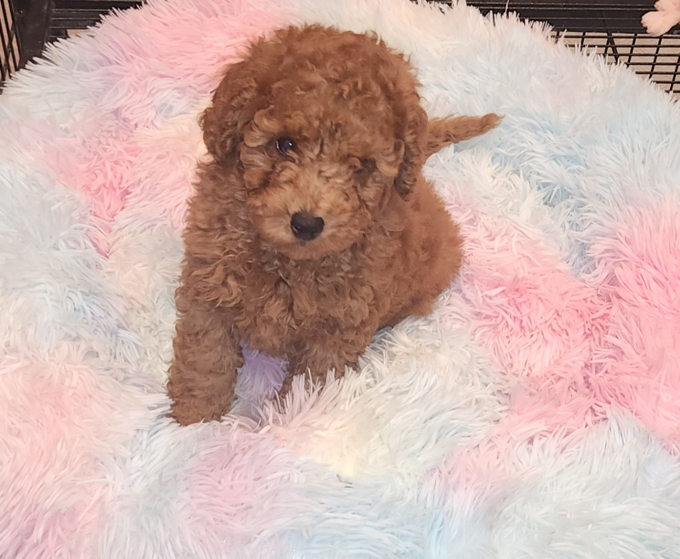 A vendre 1 caniches Fauve sur une portée de 6