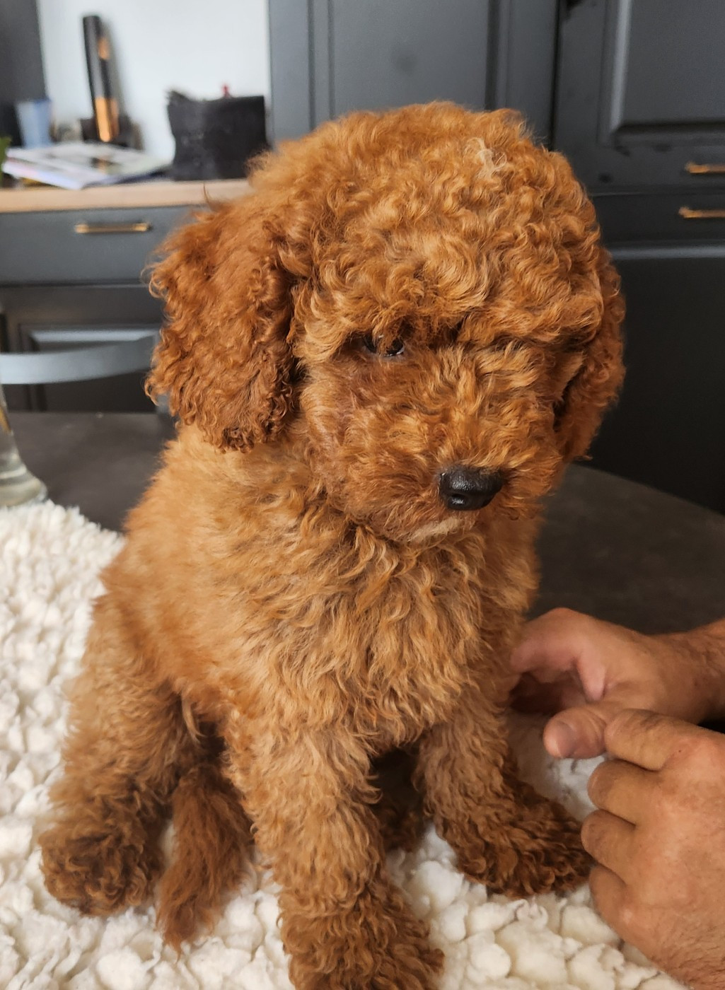 A vendre femelle TOY