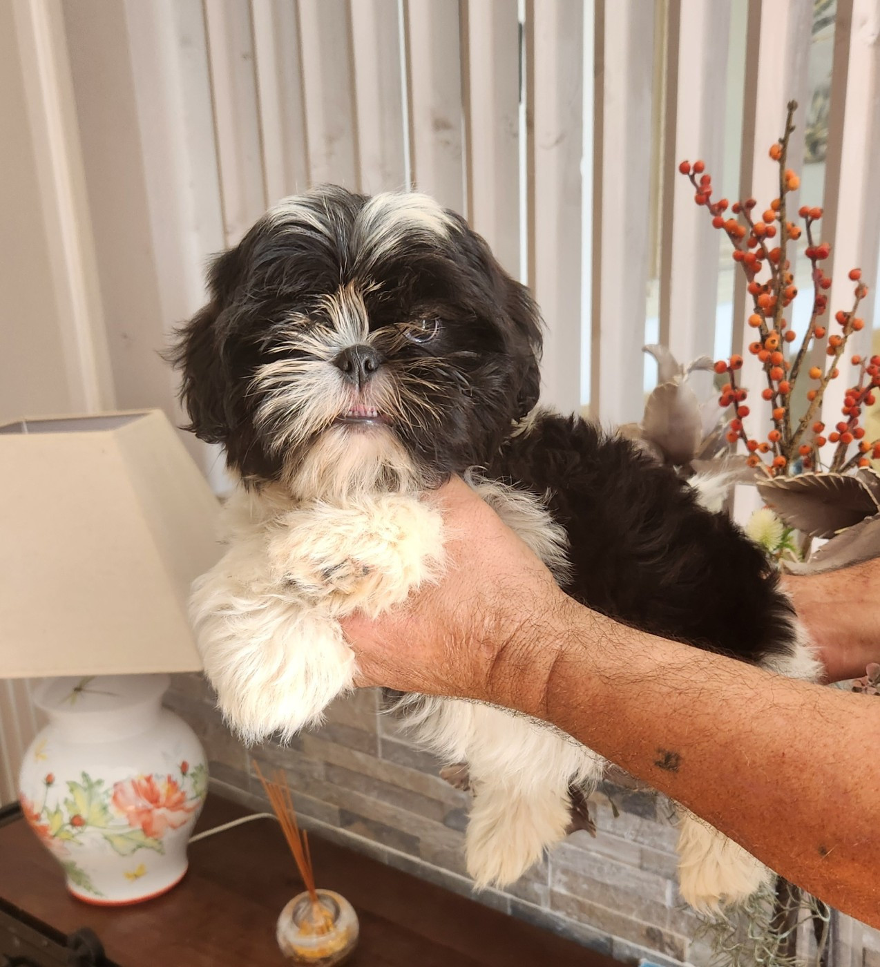 A vendre mâle ShihTzu LOF