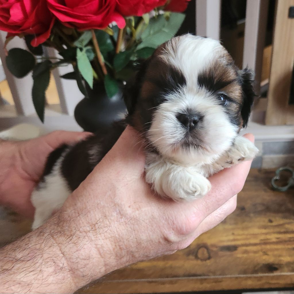 5 mâles ShihTzu à  réserver 